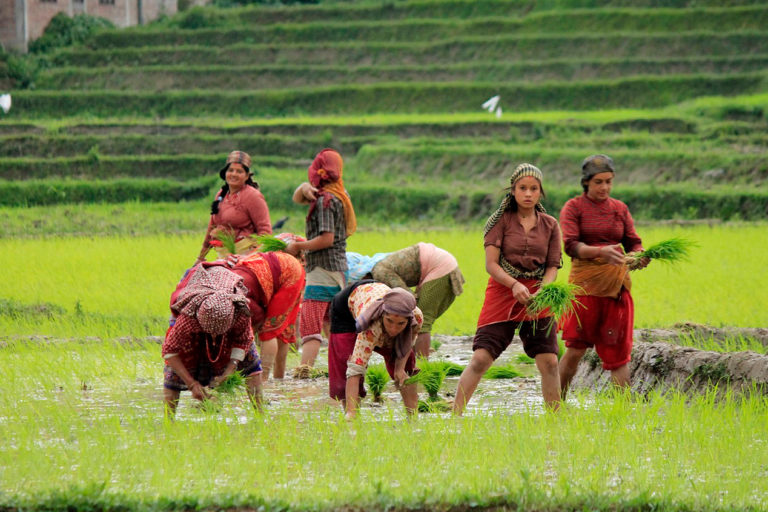 Farmers work at a paddy field in Nepal.