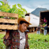 A coffee farmer carries saplings.