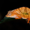 A pygmy chameleon.