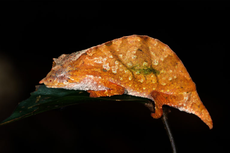 A pygmy chameleon.