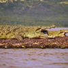 Nile crocodiles (Crocodylus niloticus).