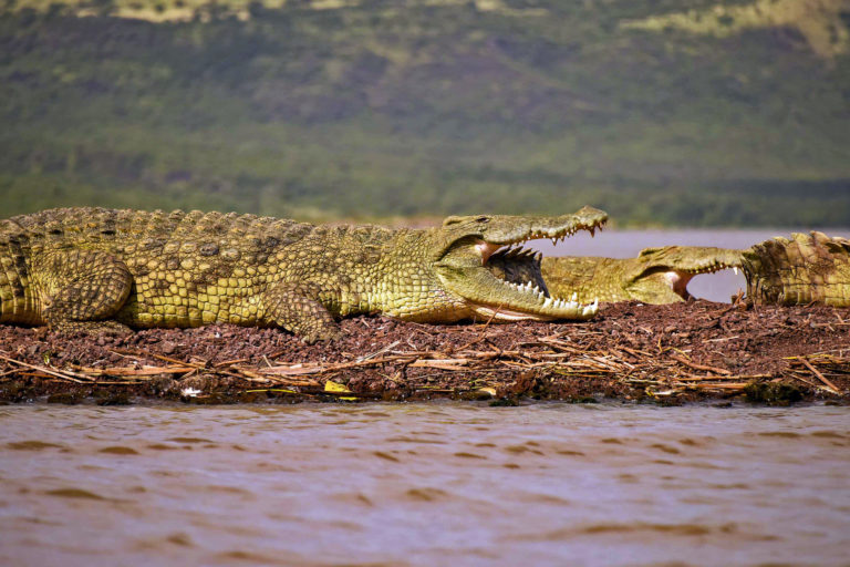 Nile crocodiles (Crocodylus niloticus).