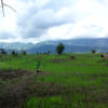 Solitary figure in a partly cultivated field, Nimba mountain range in the background. Image by Maarten van der Bent via Flickr CC BY-SA-2.0