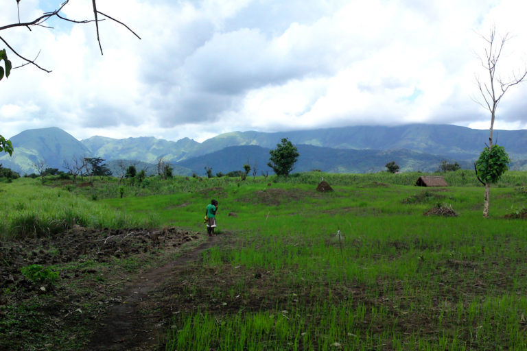 Solitary figure in a partly cultivated field, Nimba mountain range in the background. Image by Maarten van der Bent via Flickr CC BY-SA-2.0