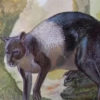 Artist's impression of the Nombe kangaroo.