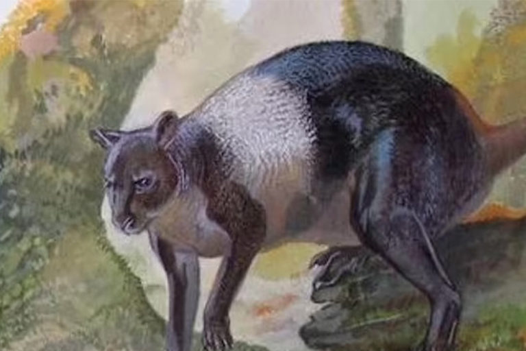 Artist's impression of the Nombe kangaroo.