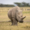 Najin the Rhino
