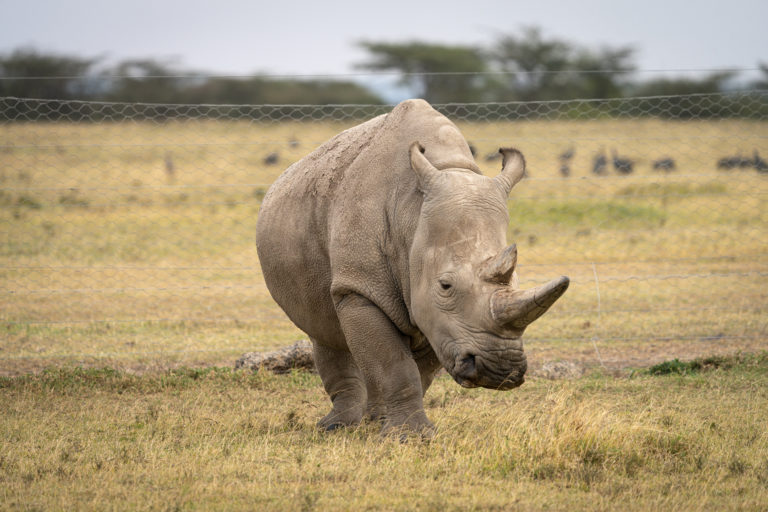 Najin the Rhino
