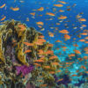 Fish_coral reef_Egypt
