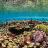 Coral reef in Indonesia