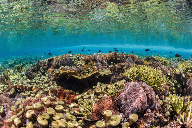 Coral reef in Indonesia