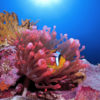 A clownfish in the Red Sea. Image by Cinzia Osele Bismarck via Ocean Image Bank.