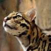 An ocelot.