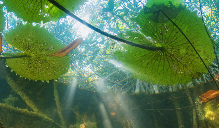 The aquatic life of the San Pedro Mártir River in Tabasco, Mexico, finds refuge in the submerged roots of the red mangrove forests. Image by Octavio Aburto.