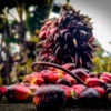 Oil palm fruit. Image by Dave Barce via Wikicommons (CC BY-SA 4.0)