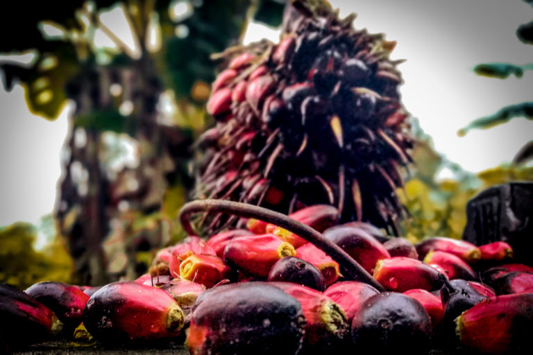 Oil palm fruit. Image by Dave Barce via Wikicommons (CC BY-SA 4.0)