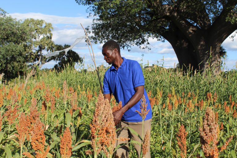 Zimbabwe farmer seed