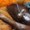 An orangutan under treatment.