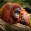 or orangutan by Dupan Pandu via Flickr (CC BY 2.0).