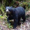 Andean bear captured in a camera trap a the Qeros-Wachiperi Conservation Concession, part of study to determine the bear’s habitat preferences. The bears altitudinal range goes from 200 to 4000 meters above sea level. Photo: Conservación Amazónica ACCA.