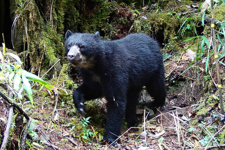 Andean bear captured in a camera trap a the Qeros-Wachiperi Conservation Concession, part of study to determine the bear’s habitat preferences. The bears altitudinal range goes from 200 to 4000 meters above sea level. Photo: Conservación Amazónica ACCA.