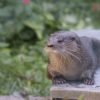 Neotropical river otter by Sabrina Bettoni