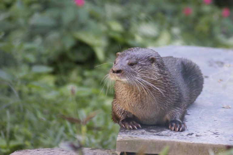 Neotropical river otter by Sabrina Bettoni