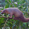 A pangolin.