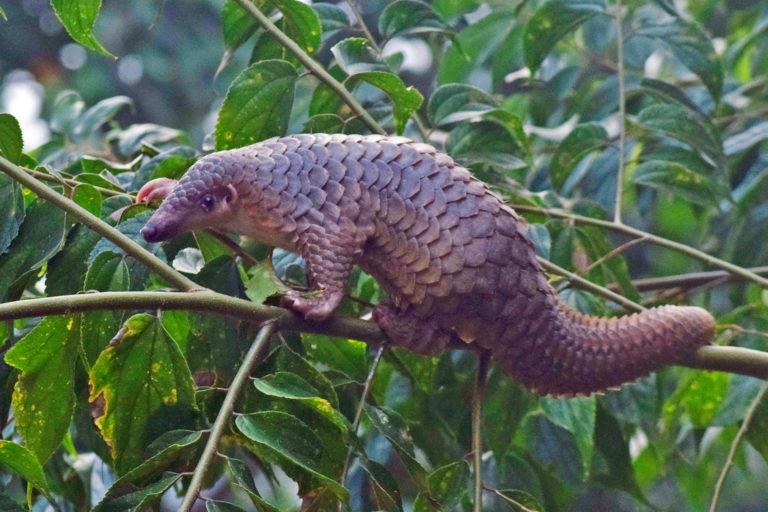 A pangolin.