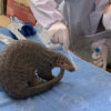 Sophie, head of the pangolin working group of the CBCGDF, sampling a Chinese pangolin's oral and nasal secretions and skin surface tissues at the Jinhua Wildlife Rescue Center. After being cleared, the pangolin was released into the wild. CBCGDF was been working to protect pangolins since 2015. Photo credit: CBCGDF
