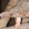 Pangolin_by Rhett Butler