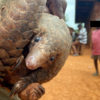 Pangolins in a market in West Africa. This image was provided anonymously to Mongabay.