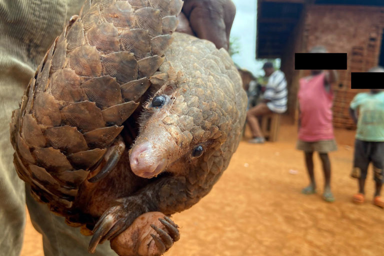Pangolins in a market in West Africa. This image was provided anonymously to Mongabay.