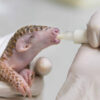 Pangolin pup. Courtesy of the Pangolin Conservation Fund.