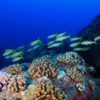 Goatfish in a coral reef.