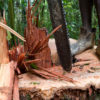 Loggers cut down a tree with a chainsaw.