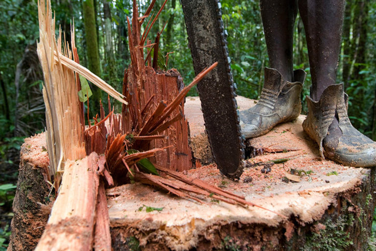 Loggers cut down a tree with a chainsaw.