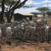 A pastoralist’s cattle herd. Image courtesy of the Oakland Institute.