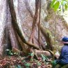 Ancestral trees of the Sarayaku community, located in the Ecuadorian Amazon. Photo courtesy of Patricia Gualinga.