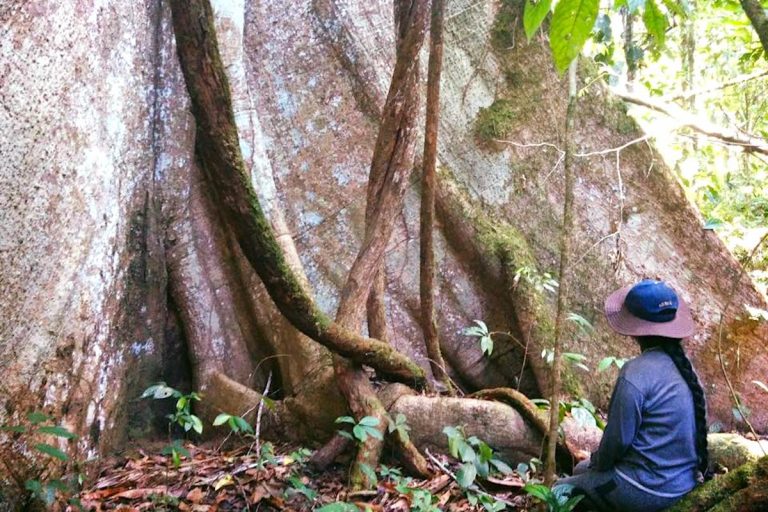 Ancestral trees of the Sarayaku community, located in the Ecuadorian Amazon. Photo courtesy of Patricia Gualinga.