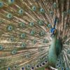 Green peafowl