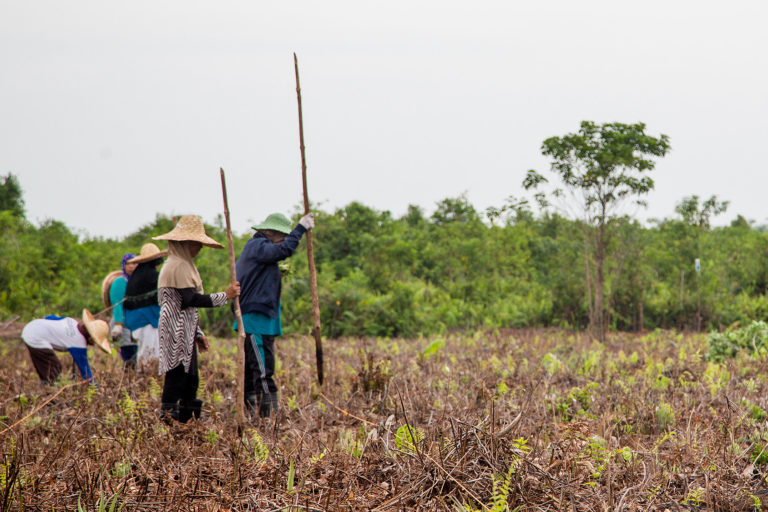 Community-based fire prevention and peatland restoration program in Indonesia.