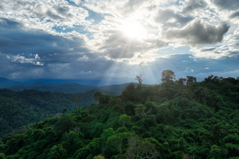 Dusk in the Amazon. Photo credit: Rhett A. Butler / Mongabay