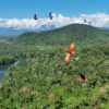 Macaws fly over the rainforests of Peru.