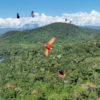 Scarlet macaws in flight over the Amazon rainforest in Peru. Photo credit: Rhett A. Butler / Mongabay