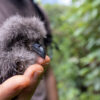 Petrel chick in the Galapagos. Photo credit: James Muchmore