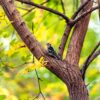 Woodpecker Sitting in Tree in Forest