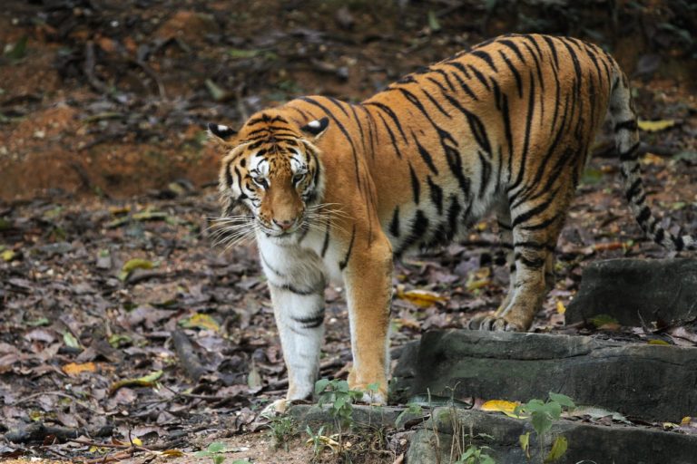 A Bengal tiger.