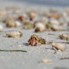 Researchers found hermit crabs scuttling across some of the study’s 240 plots. Photo credit: Sebastian Steibl