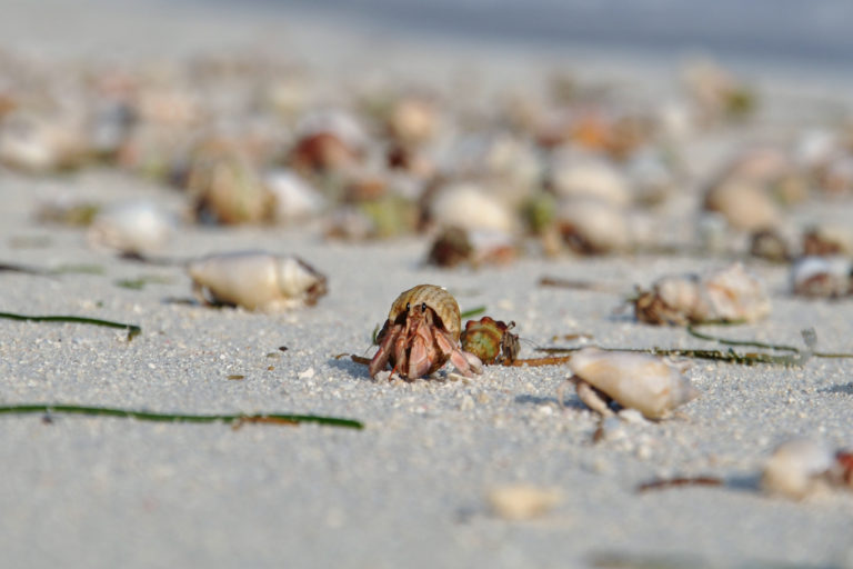 Researchers found hermit crabs scuttling across some of the study’s 240 plots. Photo credit: Sebastian Steibl